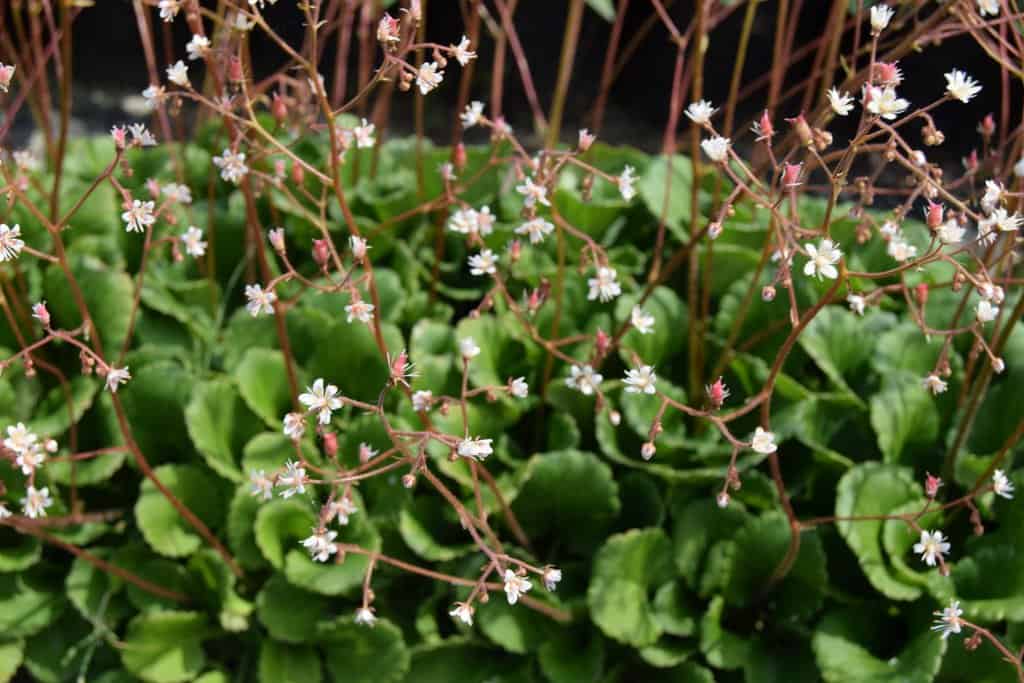 Saxifraga x urbium ---
